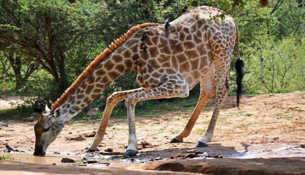 Mabalingwe Elephant Lodge Бела-Бела Экстерьер фото